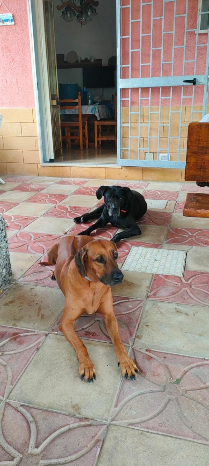Villino Il Melograno Βίλα Torre Specchia Ruggeri Εξωτερικό φωτογραφία